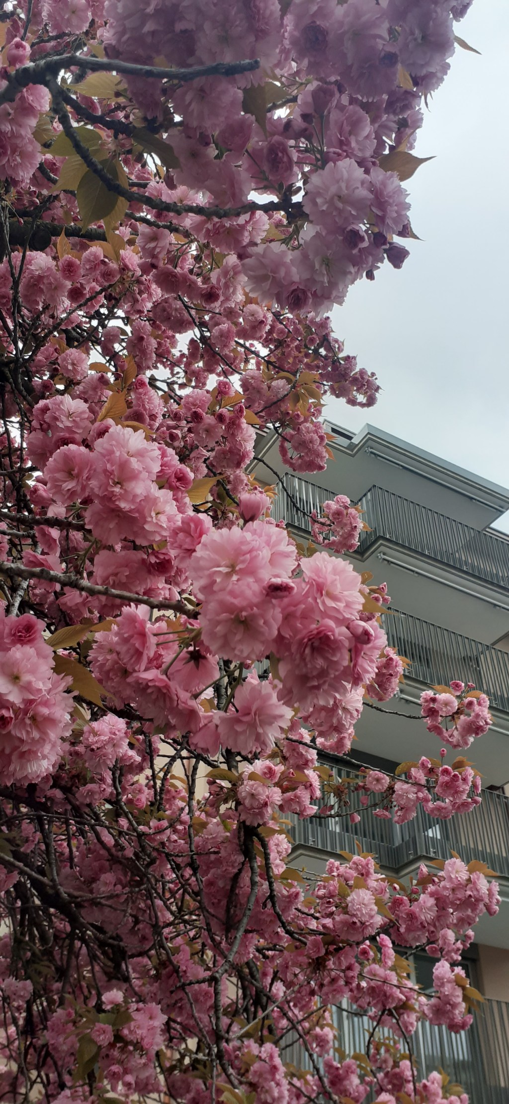 Красивые весенние цветы, Адар: поднимаем&nbsp;настроение