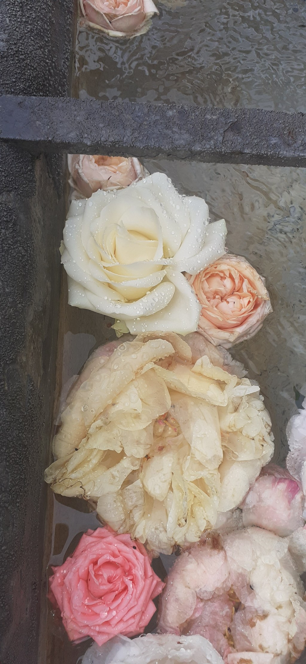 Традиция: цветы для радости на шабатнем&nbsp;столе