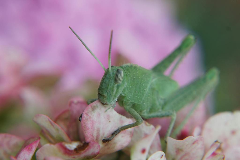 Как саранча