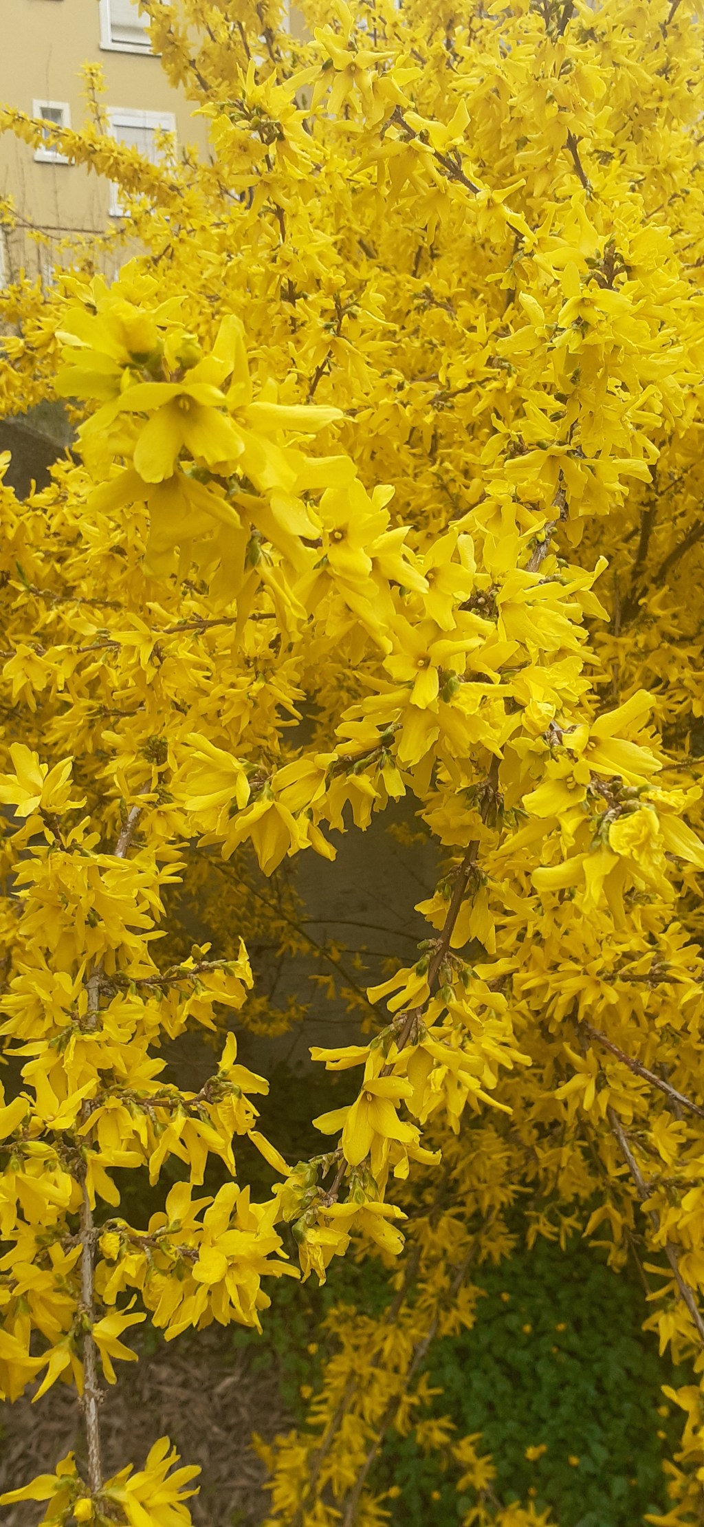 Цветы для радости&nbsp;Адара